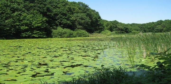 Foto: Lacul cu Nuferi Ipotești