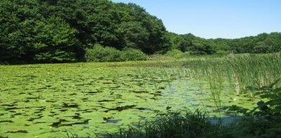 Lacul cu Nuferi Ipotești