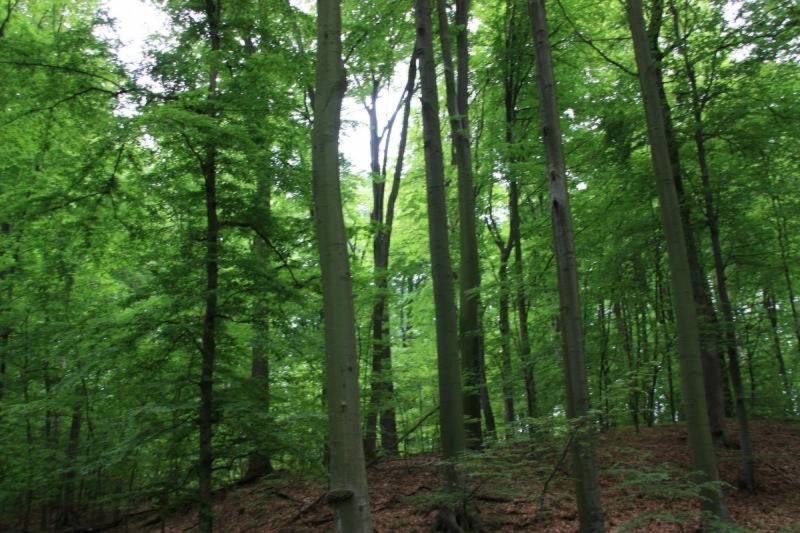 Foto: Pădurea Ciornohal, comuna Călărași